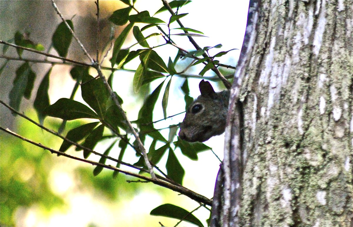 J.W. Corbett Wildlife Management Area — Hungryland Boardwalk and Trail